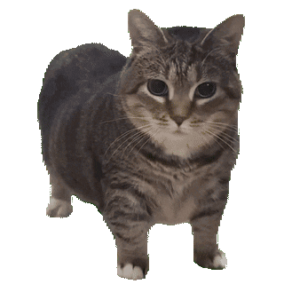 gato-gordo